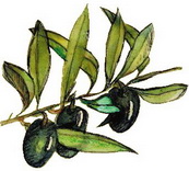 olivovyolej